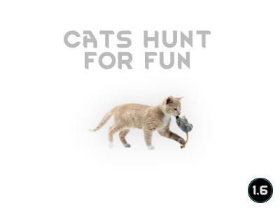 CatsHuntForFun