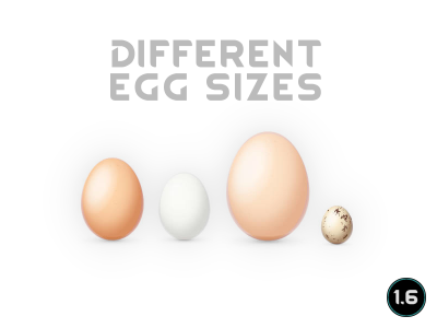 DifferentEggSizes